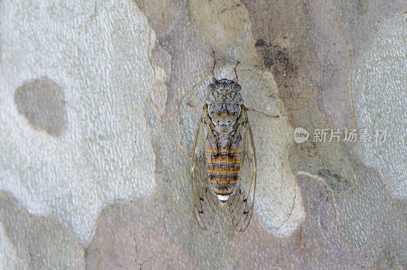 蝉(普通Lyristes plebejus)